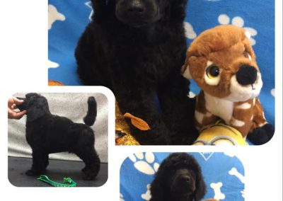 Nos caniches disponibles à l'adoption
