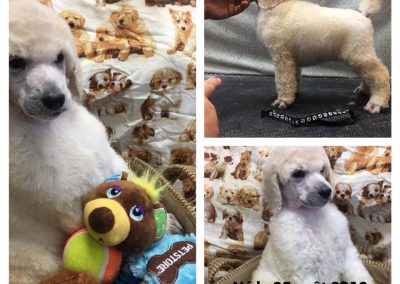 Nos caniches disponibles à l'adoption