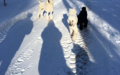 3 avantages d’adopter un caniche dans un élevage de caniche