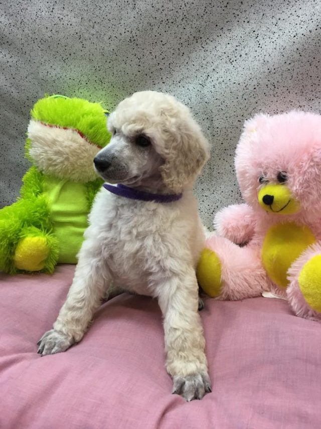 Éleveur de caniche royal et chiot en Montérégie Élevage Royal Valmy