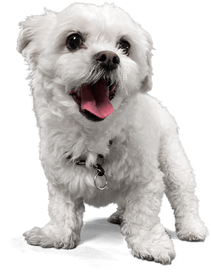 chiot