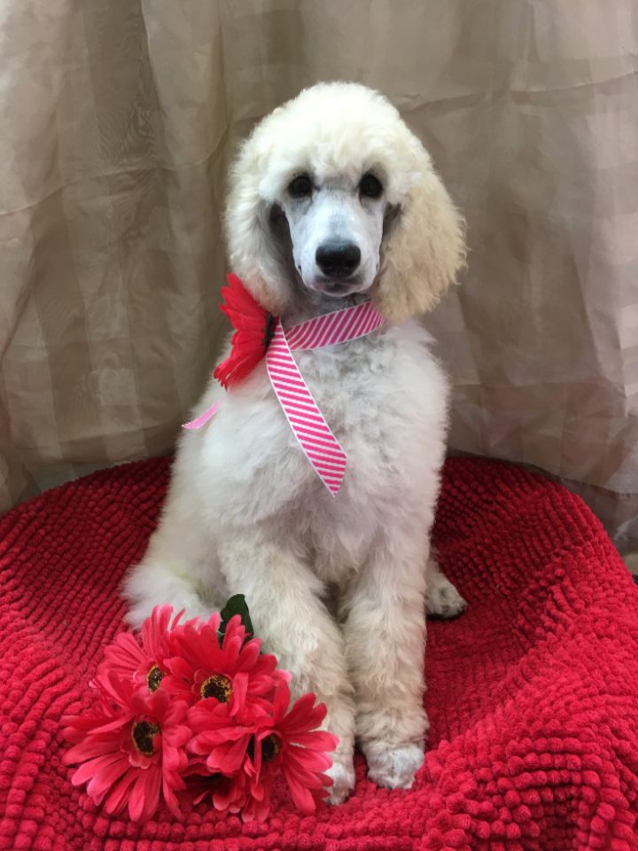 Élevage de caniche royal et chiot en Montérégie Élevage Royal Valmy