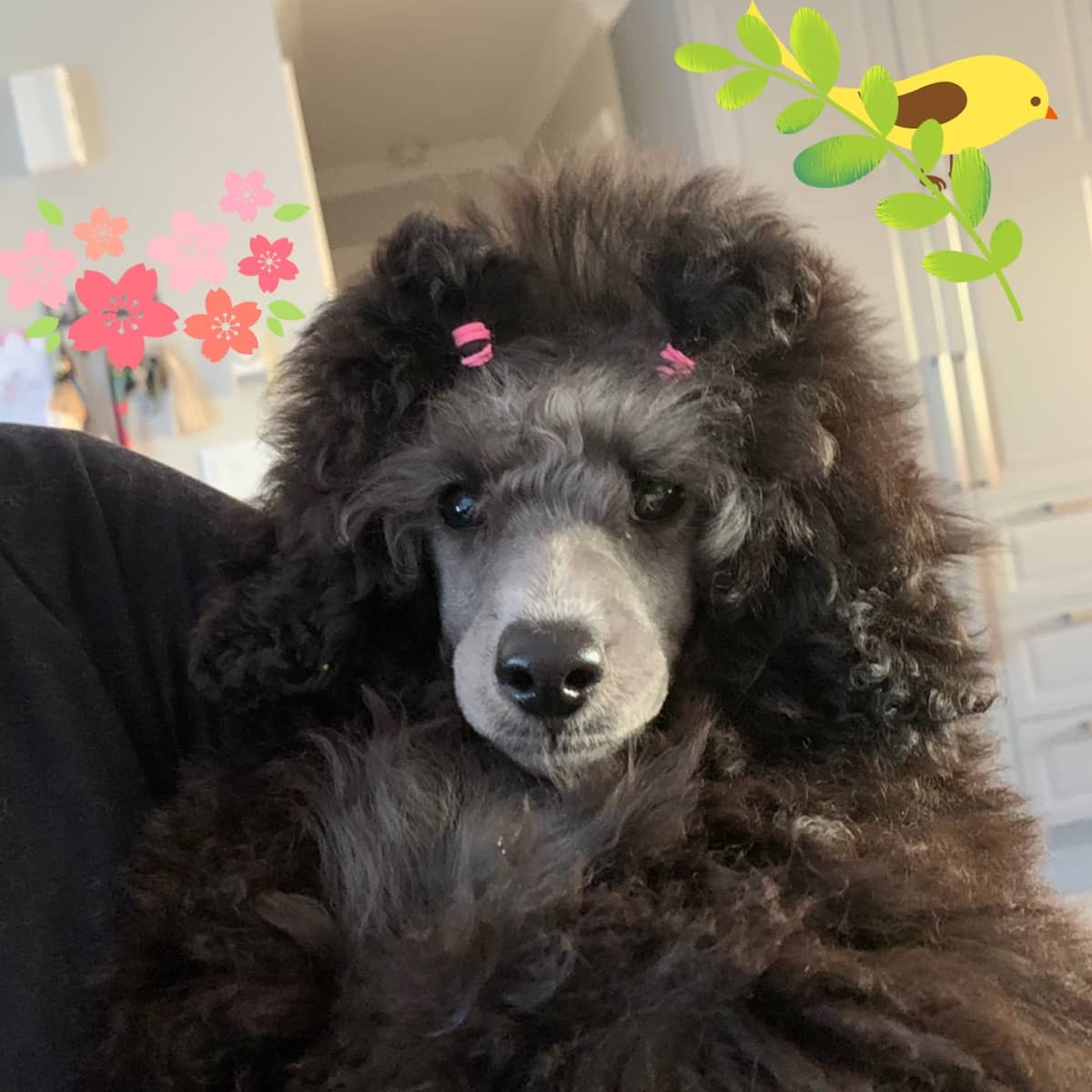 chien-caniche