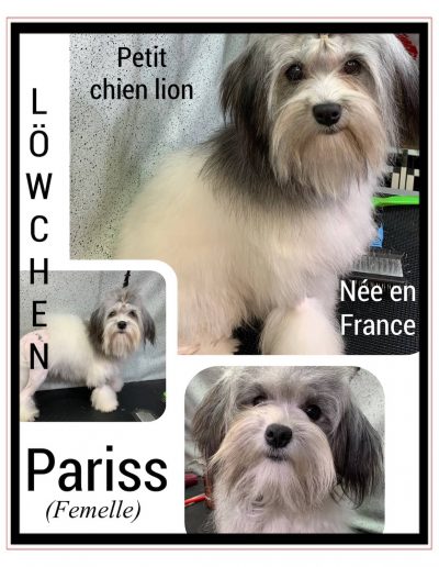 Löwchen : Nos chiens reproducteurs | Élevage Royal Valmy