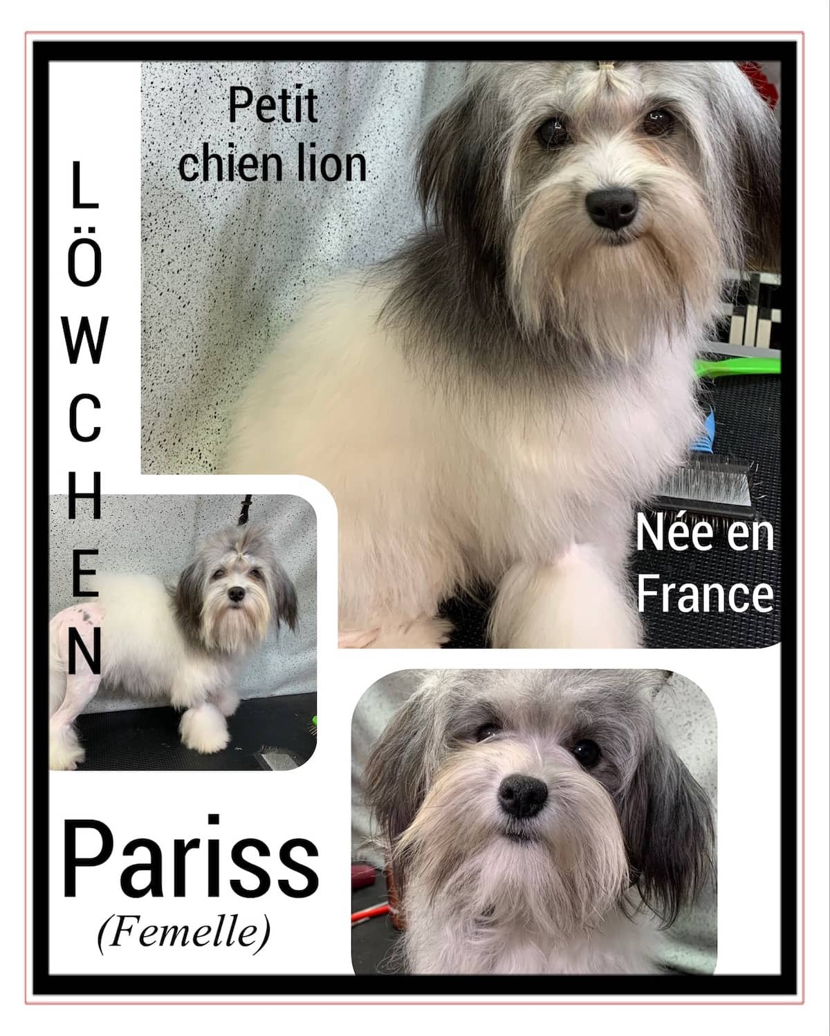 Löwchen : Nos chiens reproducteurs | Élevage Royal Valmy