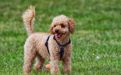 Le caniche, est-il un chien de chasse ?