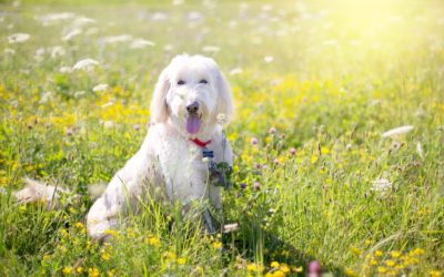 L’alimentation du caniche : La quantité de nourriture à offrir